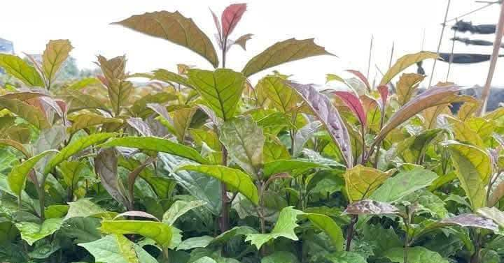 7 tác dụng và 3 lưu ý quan trọng khi dùng lá xạ đen