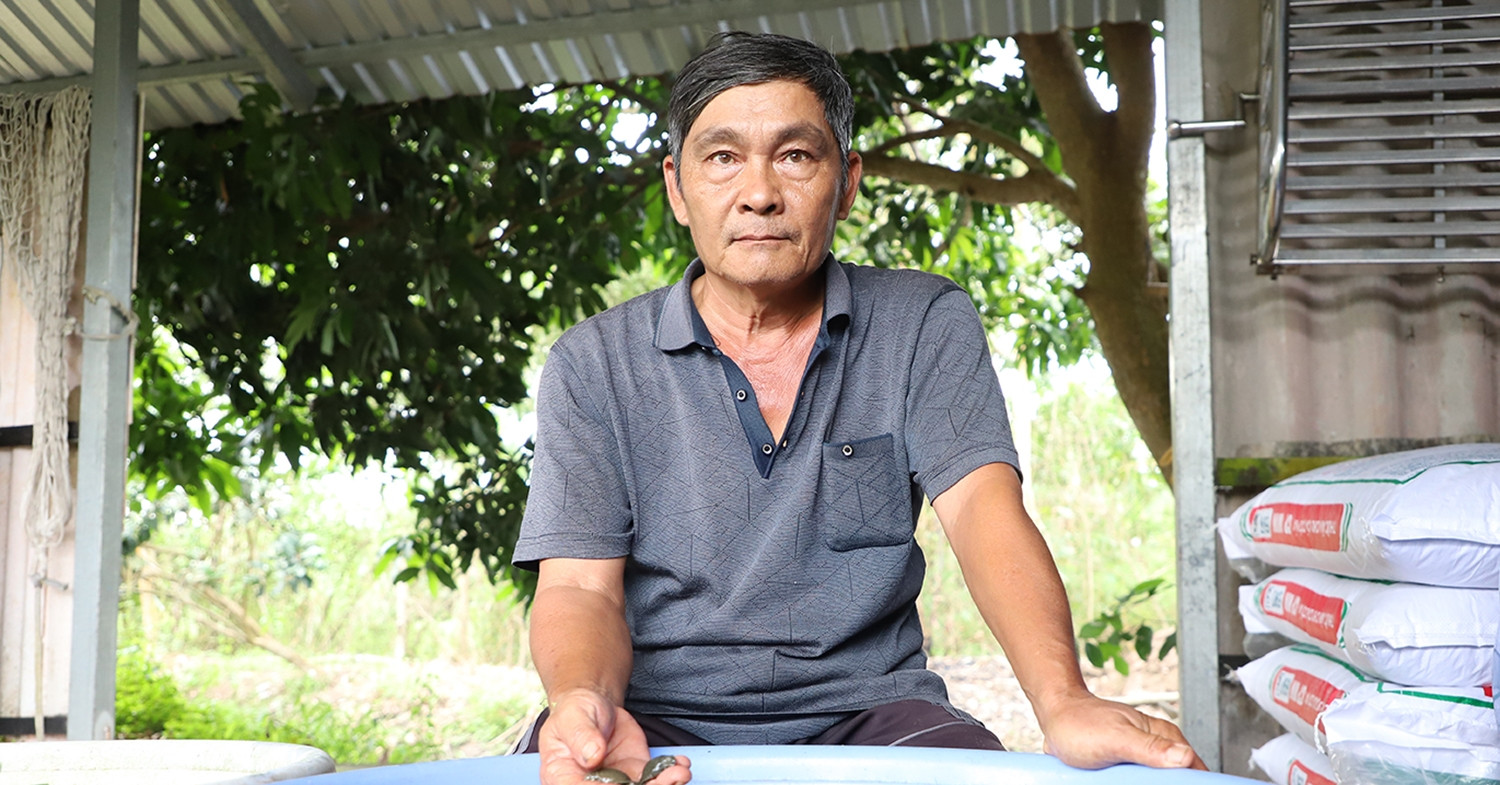 Chi 6 cây vàng mua 2.000 con ba ba, lão nông Cần Thơ đều tay thu bộn tiền