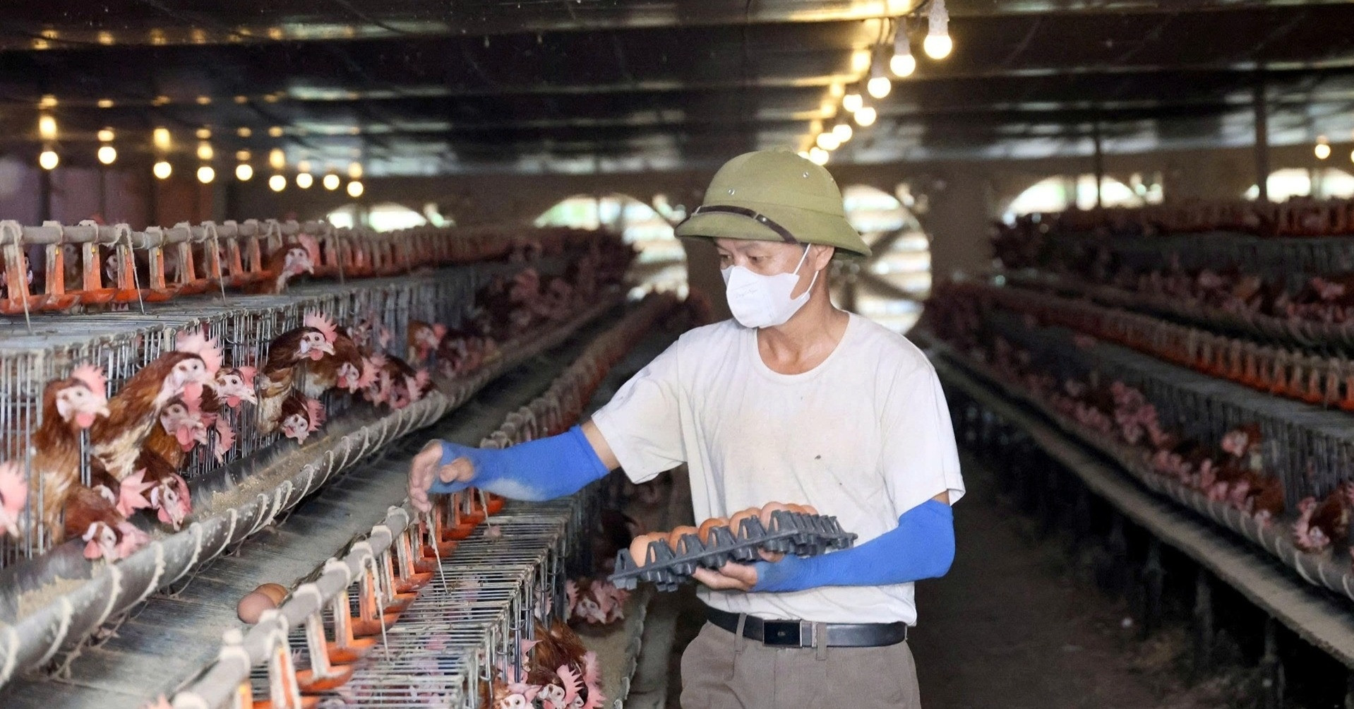 Nông dân Hà Tĩnh điều hành cả trang trại 15.000 con gà bằng một cú chạm