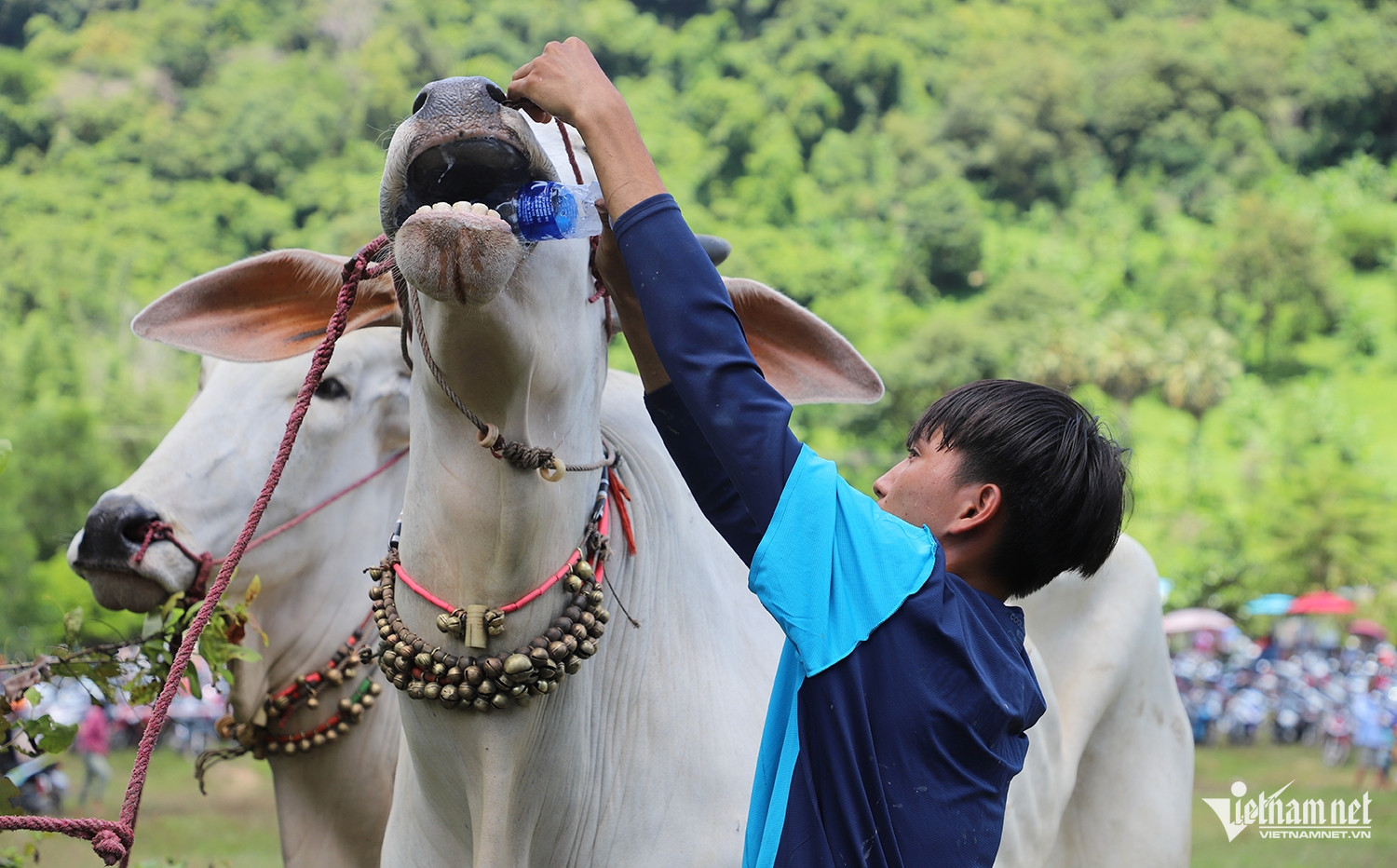 W-đua bò 8.JPG.jpg