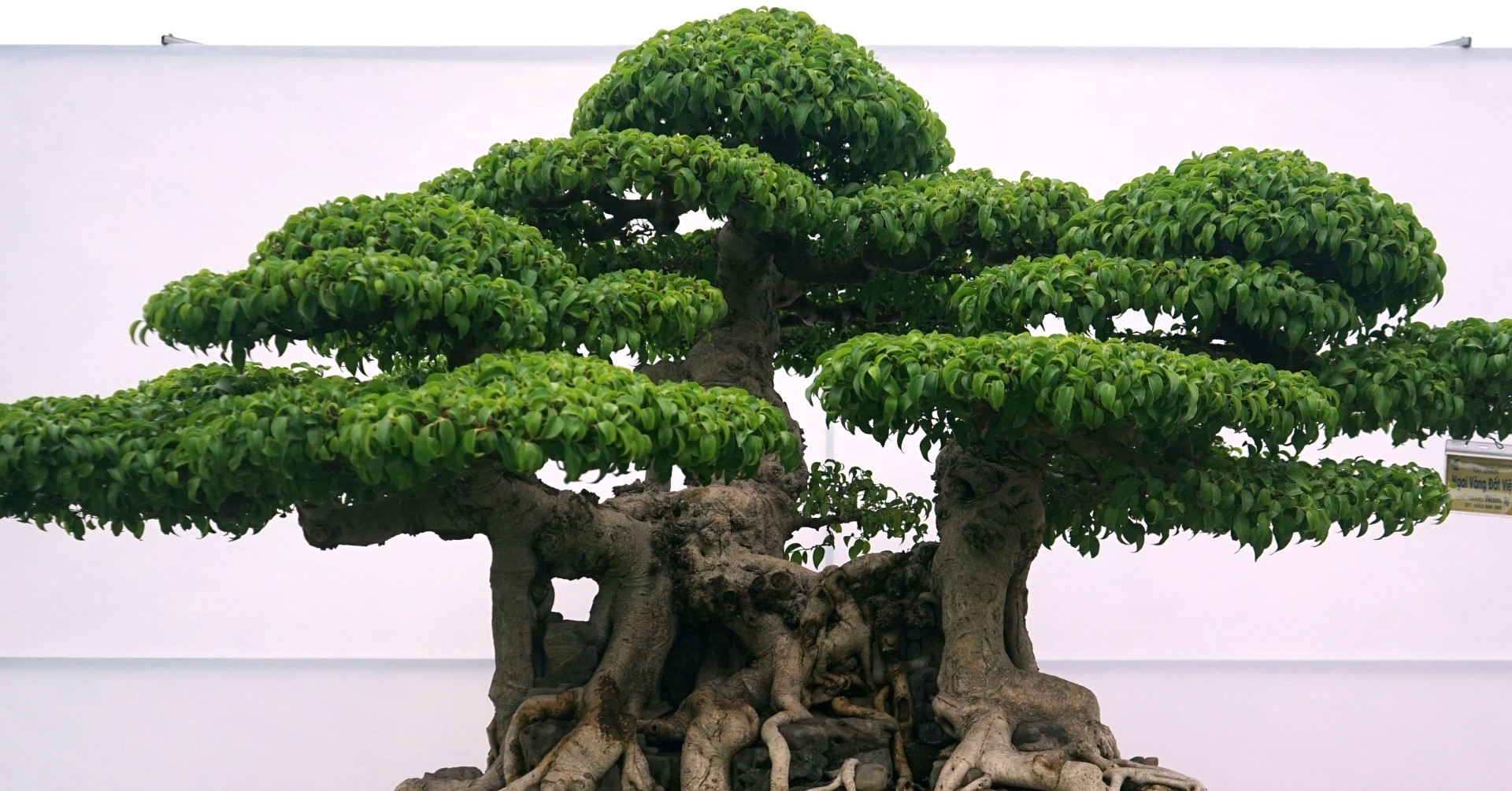 Cách trồng và ý nghĩa phong thủy của cây sanh