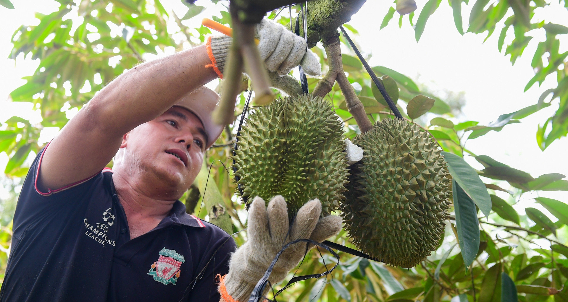 Sau ‘cú vấp’ đầu năm, dự báo điều chưa từng có về sầu riêng Việt Nam