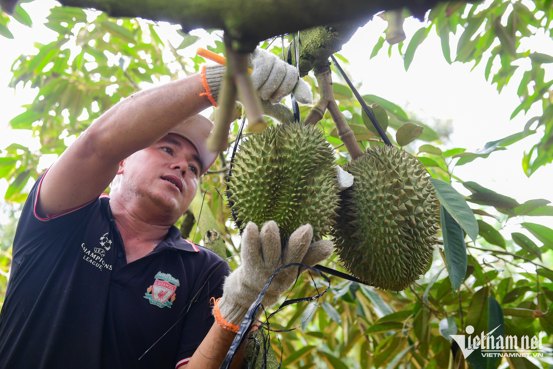 W-sau rieng.jpg