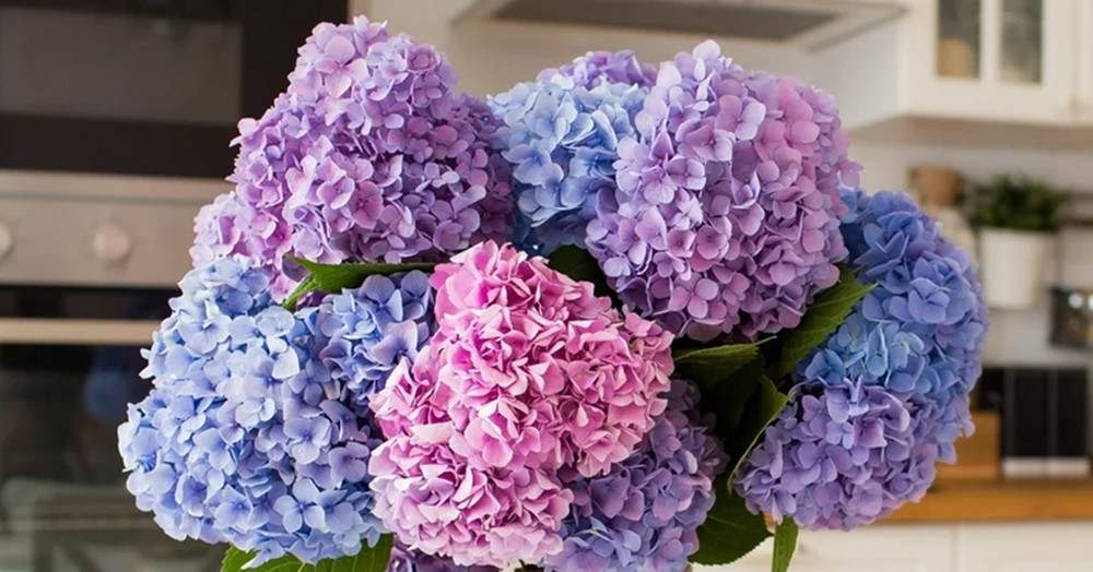 Cách trồng và ý nghĩa phong thủy của cẩm tú cầu