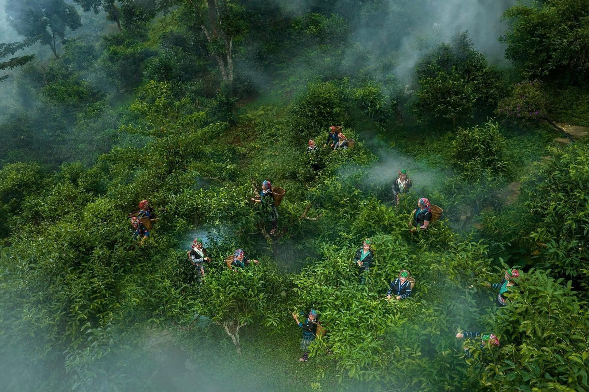 Phu nu lam tra 1.jpg