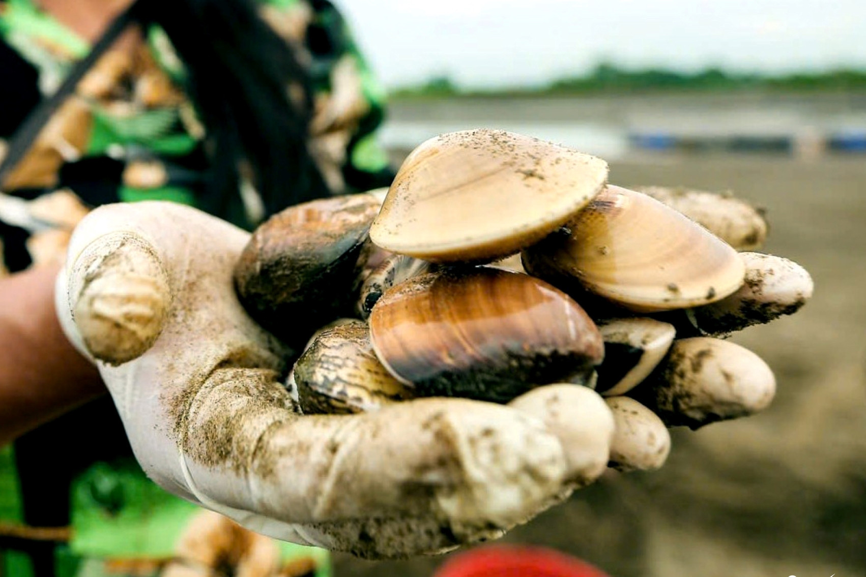 Thủy sản bình dân ở chợ Việt được Nhật mua giá đắt đỏ, tiền thu về gấp 10,5 lần