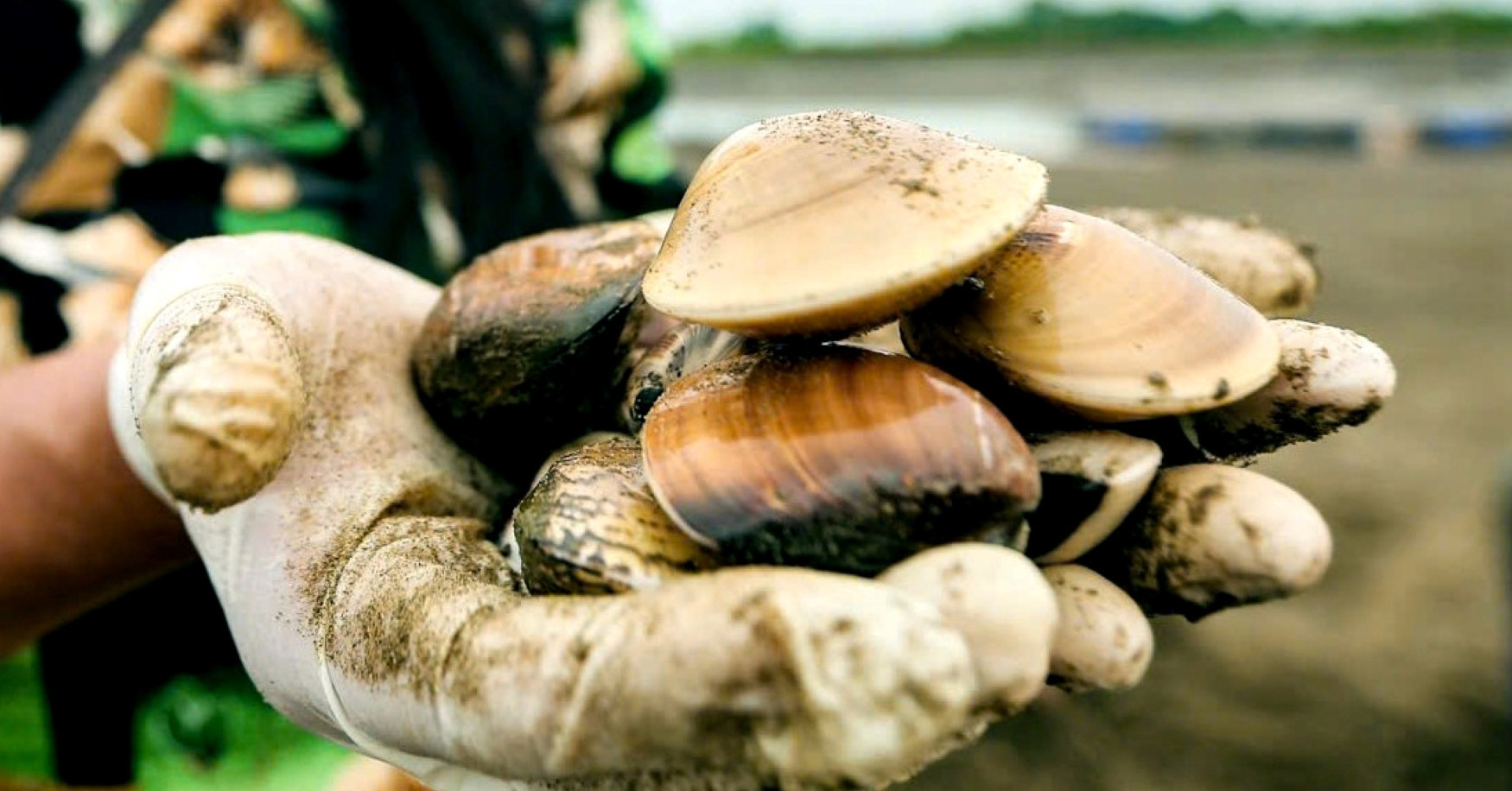 Thủy sản bình dân ở chợ Việt được Nhật mua giá đắt đỏ, tiền thu về gấp 10,5 lần