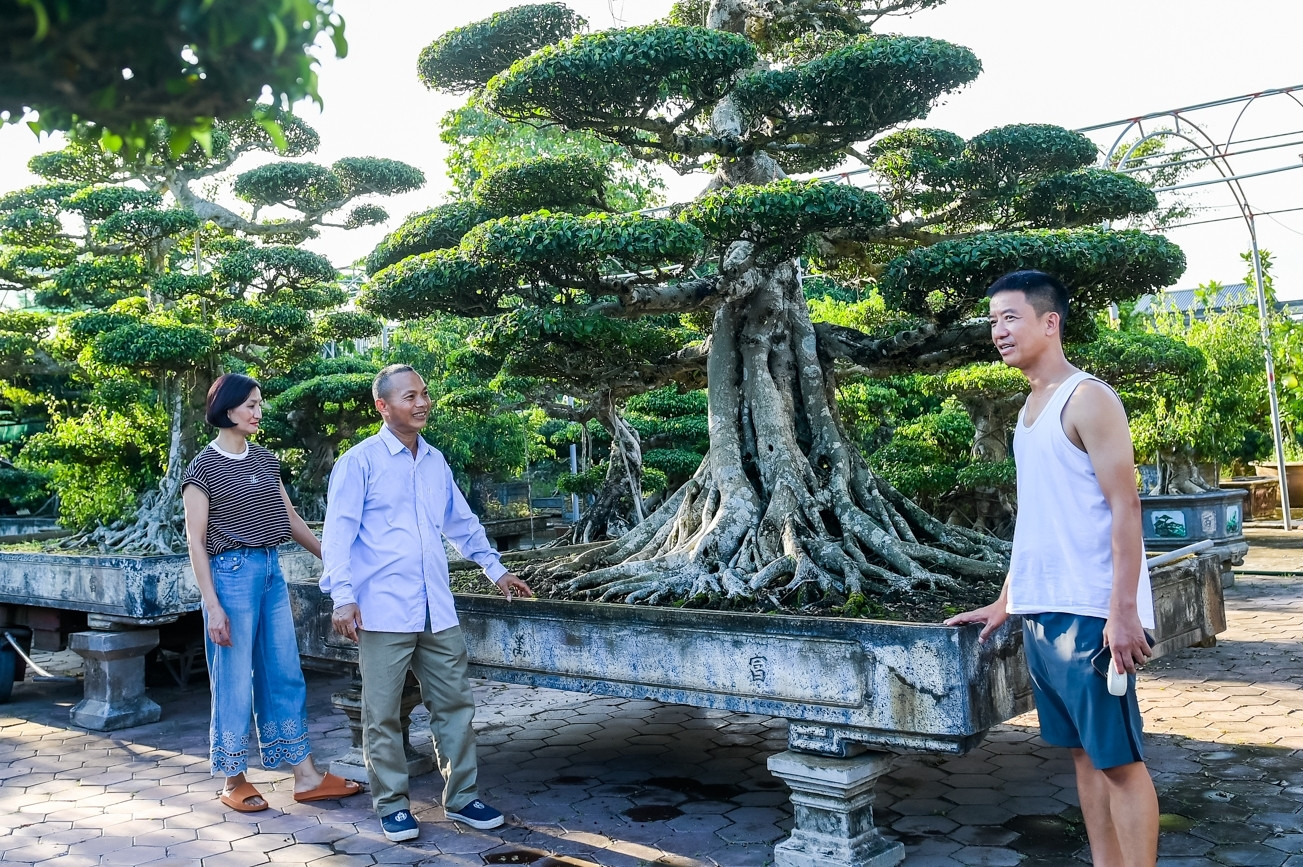 Bí mật của những cây cảnh giá hơn 9 tỷ đồng ở Ninh Bình