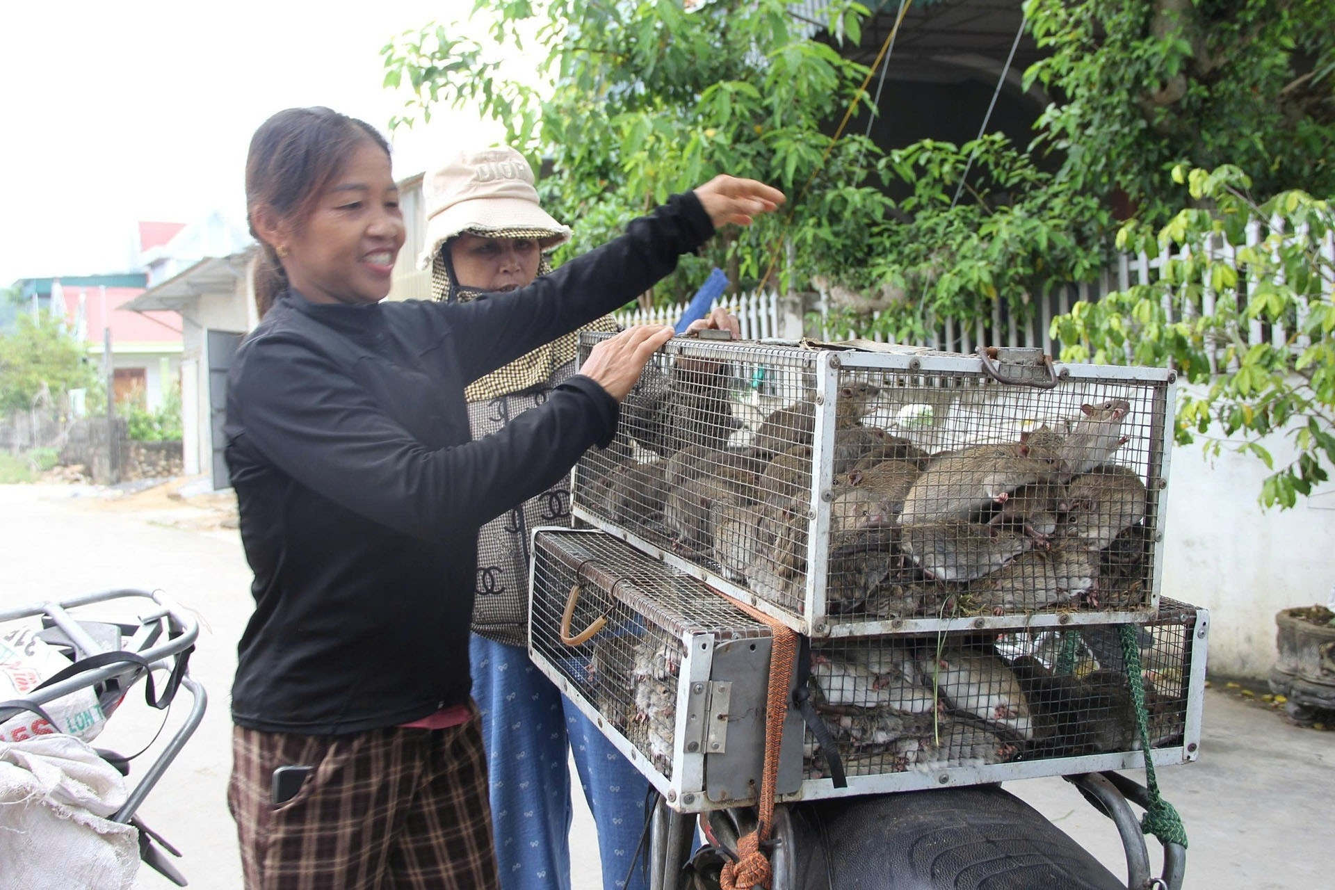 Cả làng săn chuột đồng ở Nghệ An: Nghề ‘tay trái’ hái ra tiền