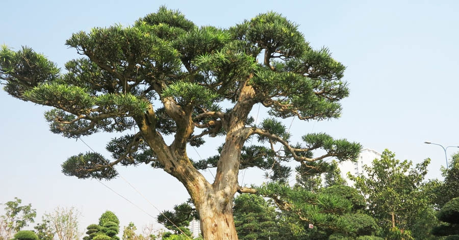 Cách trồng và ý nghĩa phong thủy của cây tùng