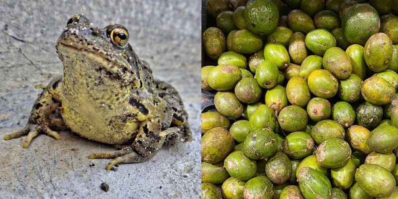 cau do con coc qua coc.png