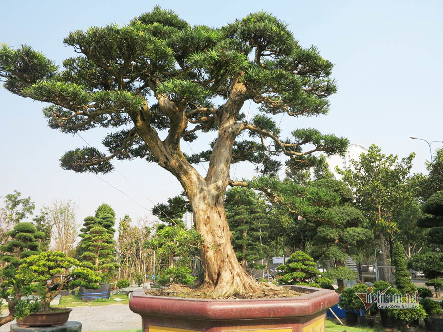 cay tung bonsai hon 100 nam tuoi gia 6 ty dong cua anh nong dan binh dinh.jpeg