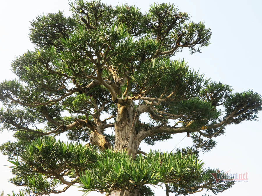 cay tung bonsai hon 100 nam tuoi gia 6 ty dong cua anh nong dan binh dinh 7.jpeg