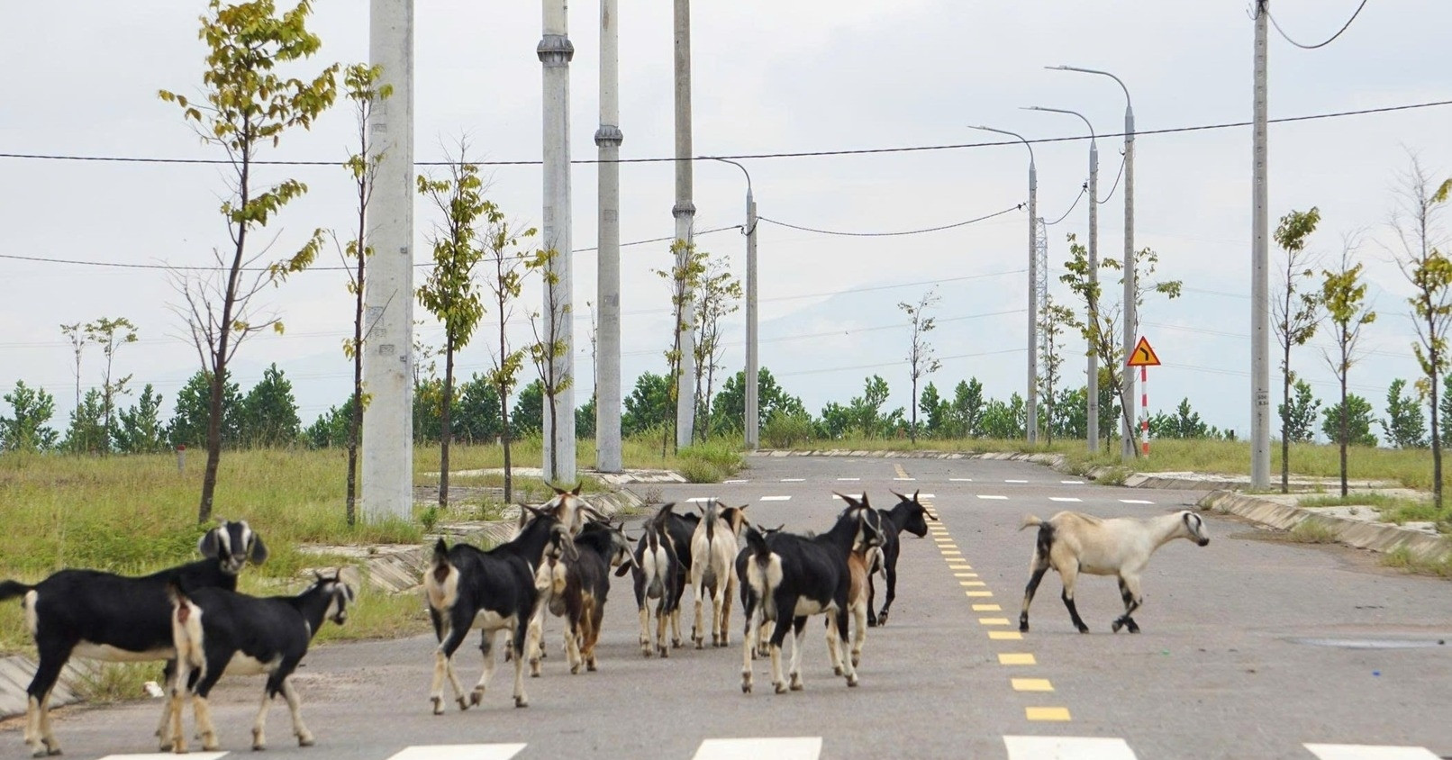 Cụm công nghiệp 250 tỷ ở Đà Nẵng thành nơi chăn thả gia súc