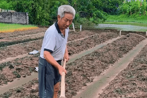 Ngẫu hứng quay video làm ruộng, lão nông U70 khiến người xem da diết nhớ quê