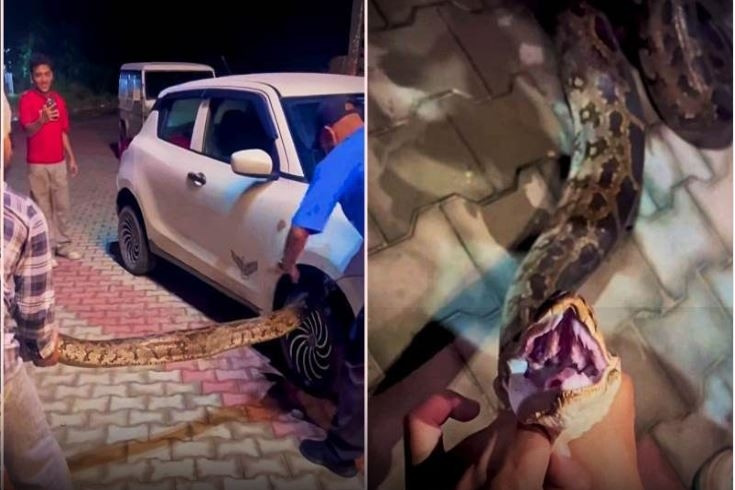 Trăn khổng lồ mắc kẹt trong ô tô, màn “giải cứu” gây tranh cãi