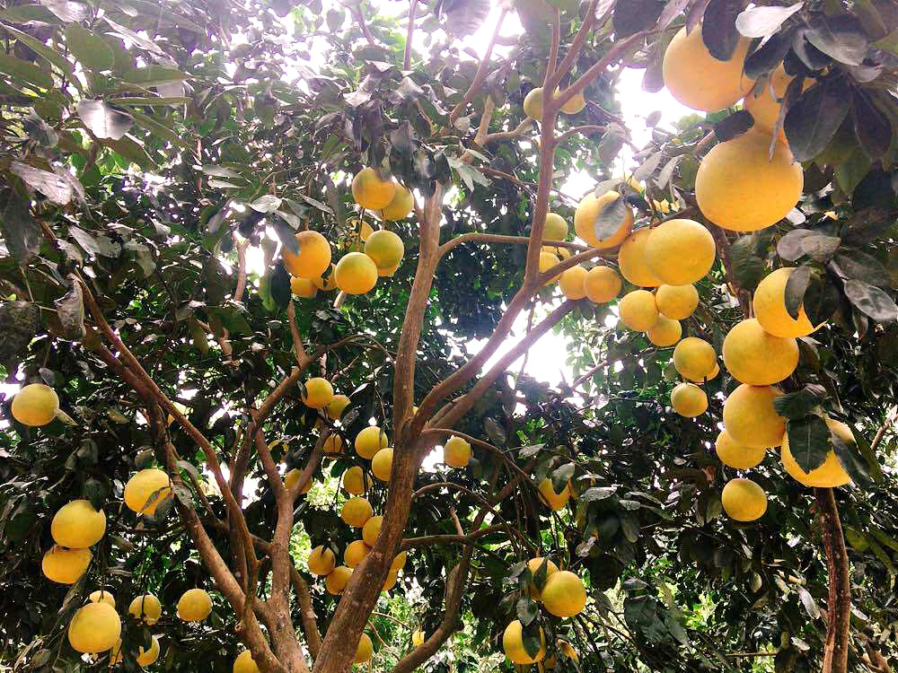 Bưởi Phúc Trạch: Đặc Sản Nổi Tiếng của Hương Khê, Hà Tĩnh