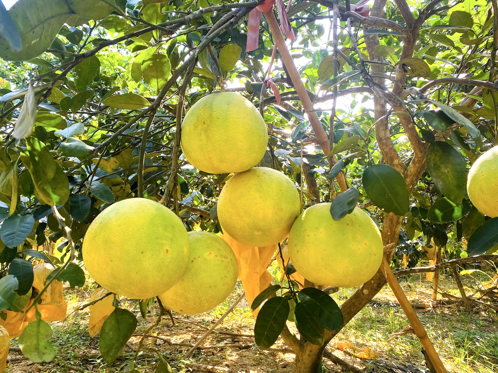 Bưởi Phúc Trạch: Đặc Sản Nổi Tiếng của Hương Khê, Hà Tĩnh