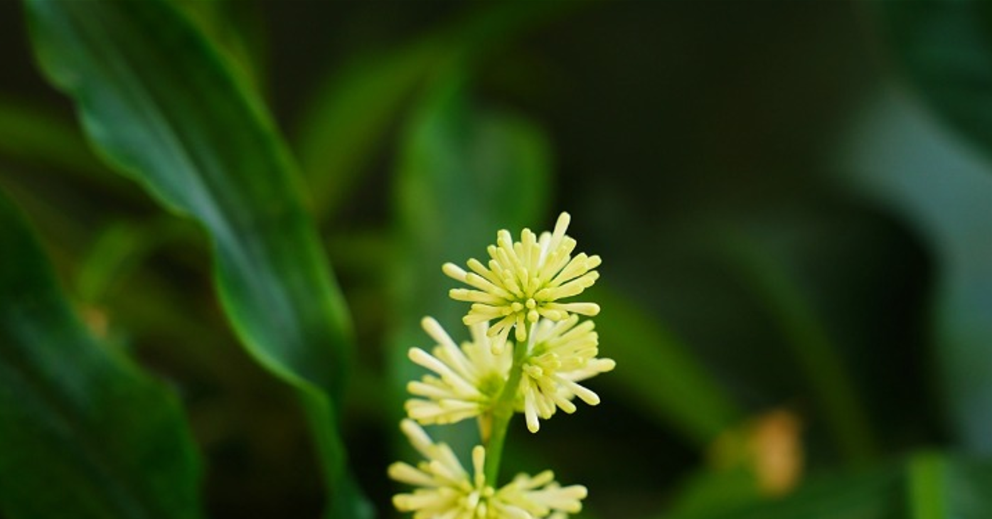 Cách trồng và ý nghĩa phong thủy của cây thiết mộc lan