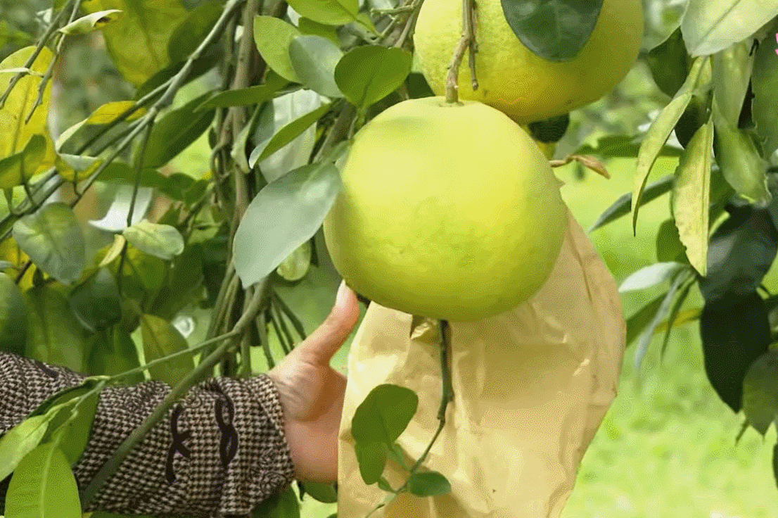 Đặc sản mùa thu ở Hà Tĩnh càng héo càng ngọt, khách Hà Nội mua trăm quả ăn dần
