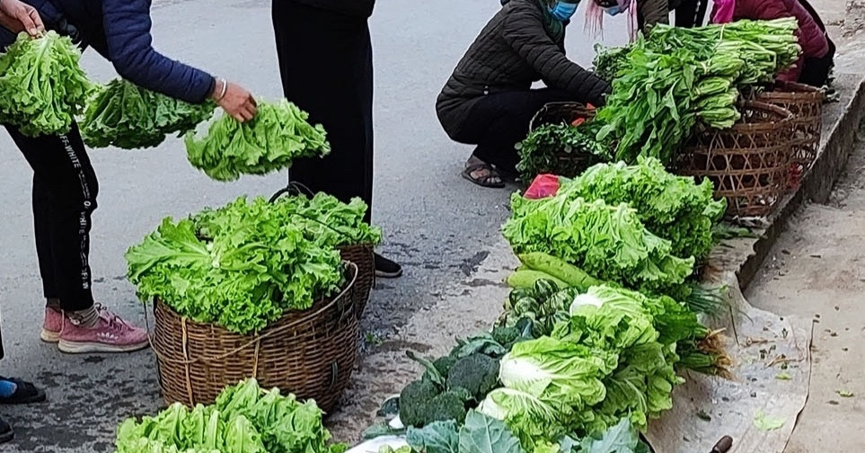 Lãnh đạo Hội Bảo vệ người tiêu dùng nói thẳng về vấn nạn rau bẩn