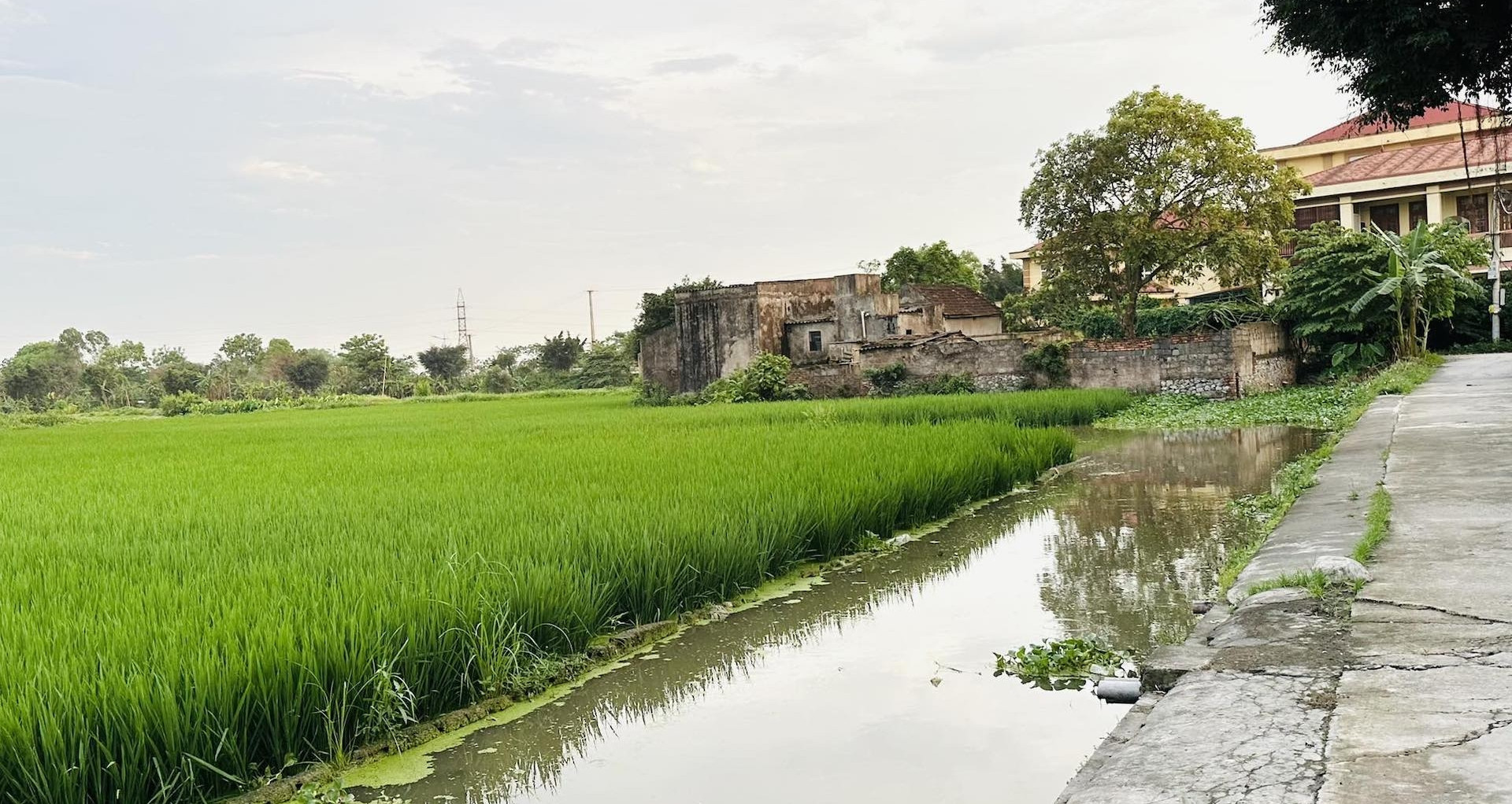 Mua 5.200m2 đất nông nghiệp bằng giấy viết tay từ năm 1991: Làm sổ đỏ thế nào?