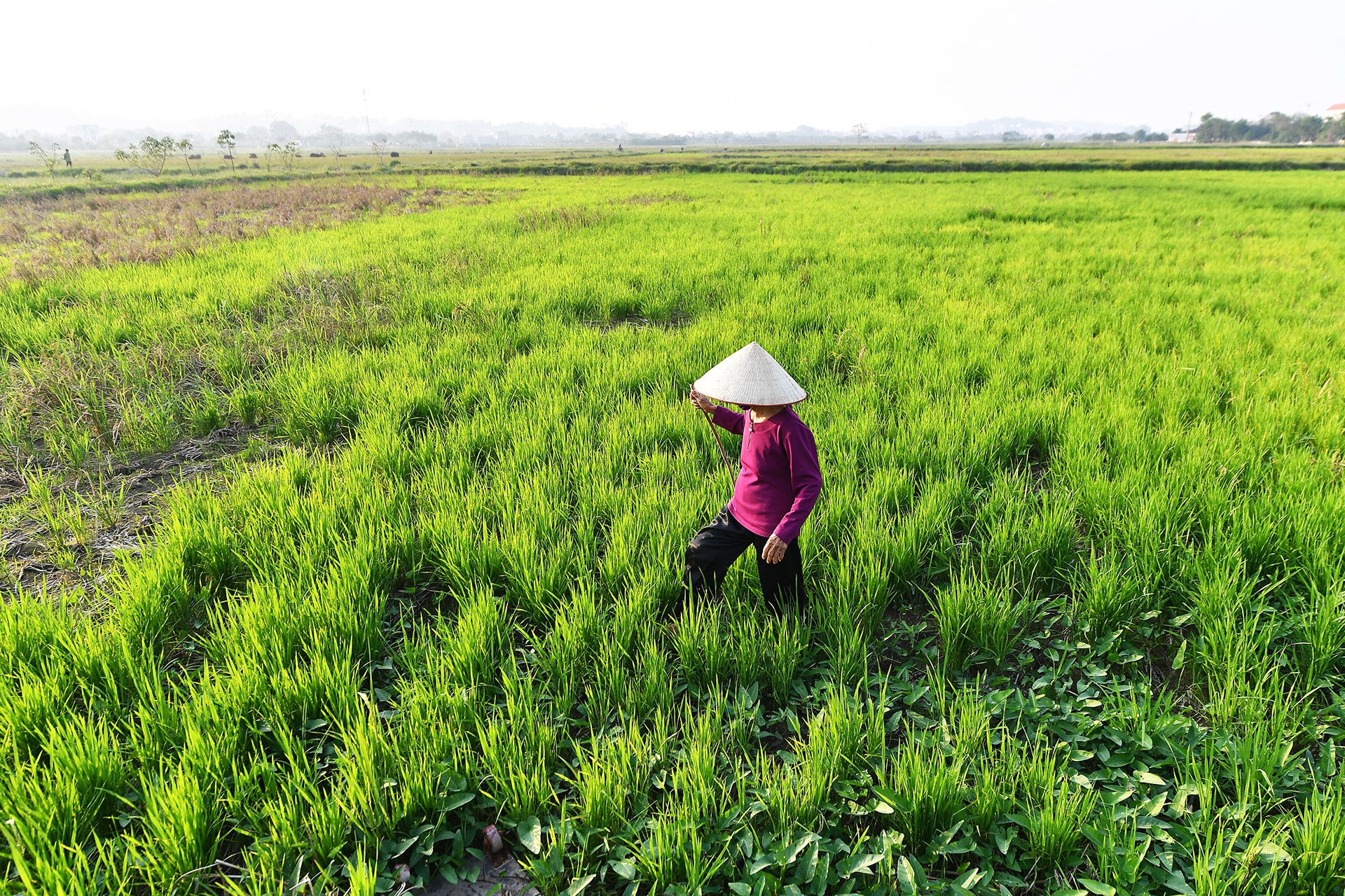 Mua 5.200m2 đất nông nghiệp bằng giấy viết tay từ năm 1991: Làm sổ đỏ thế nào?