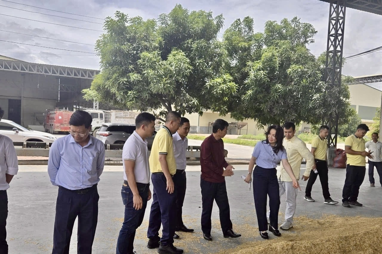 PVCFC mở rộng thị phần tại Campuchia, đồng hành nông dân nâng giá trị hạt gạo