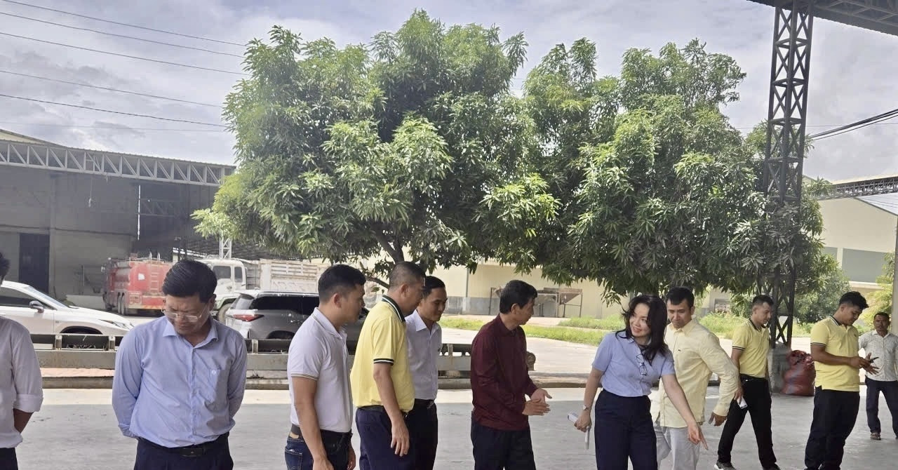 PVCFC mở rộng thị phần tại Campuchia, đồng hành nông dân nâng giá trị hạt gạo