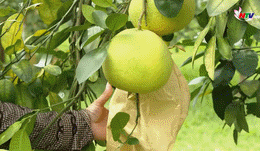 thumb bưởi.gif.gif