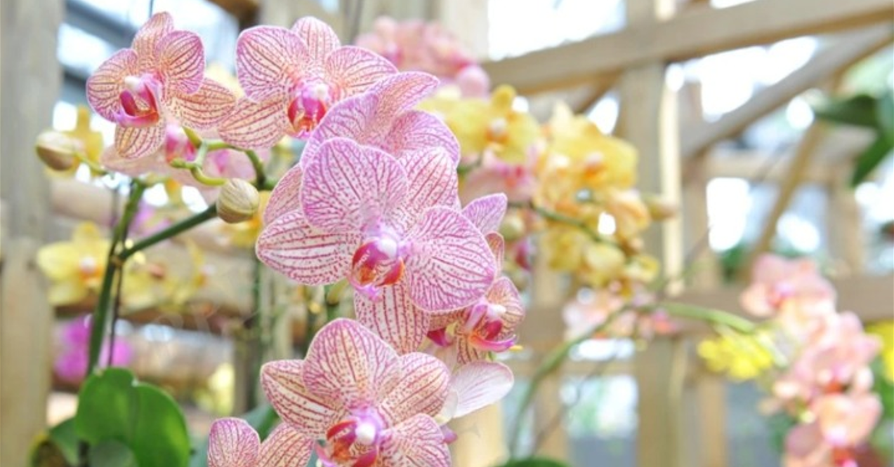 Cách trồng và ý nghĩa phong thủy của cây lan hồ điệp