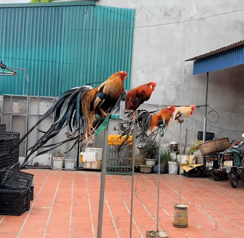 gà đuôi dài 0