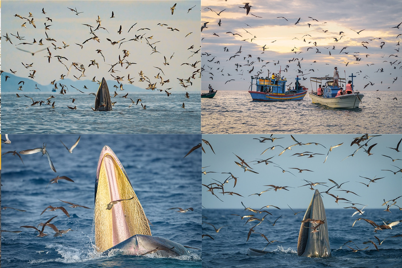 Gần 1 tháng đi biển Gia Lai săn ảnh cá voi 'ẵm' ngay giải hành trình di sản