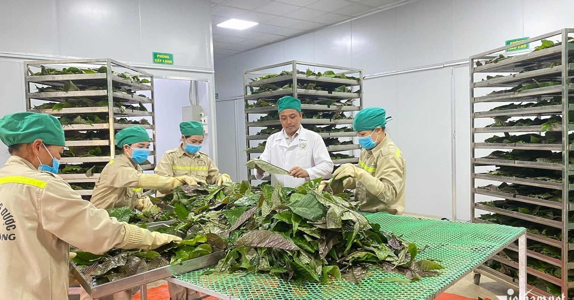 Giấc mơ làm giàu từ dược liệu của 3 chàng "ngự lâm’ dân tộc Thái