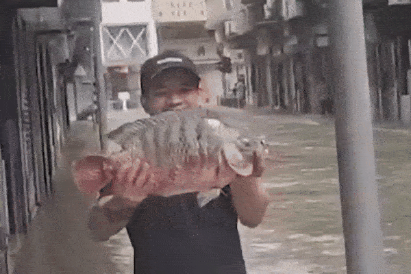 Người dân Macau đổ xô xuống đường bắt cá sau bão Ragasa