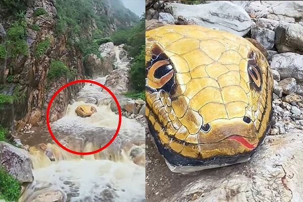 Thực hư 'trăn khổng lồ' bất ngờ xuất hiện giữa suối khiến du khách hoảng sợ