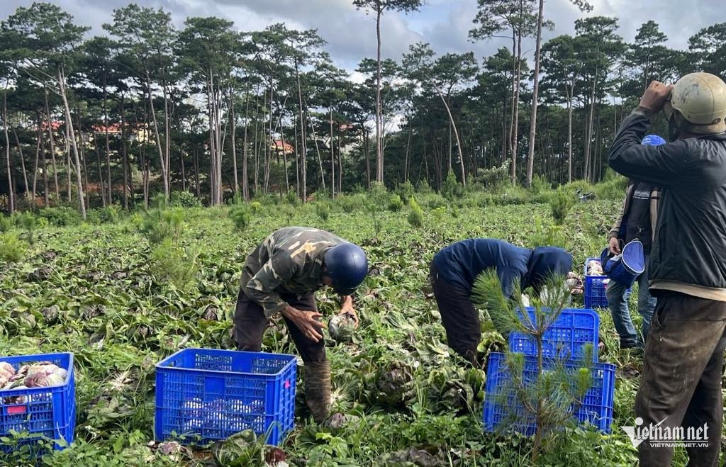 W-Lao dong la nguoi DTTS 1.jpg