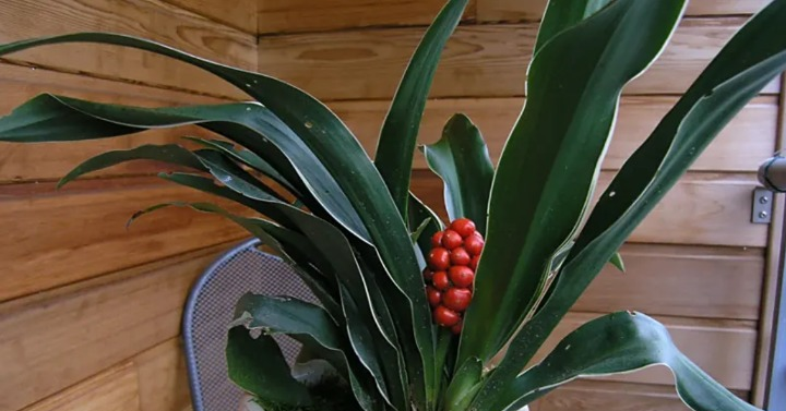 Cách trồng và ý nghĩa phong thủy của cây vạn niên thanh