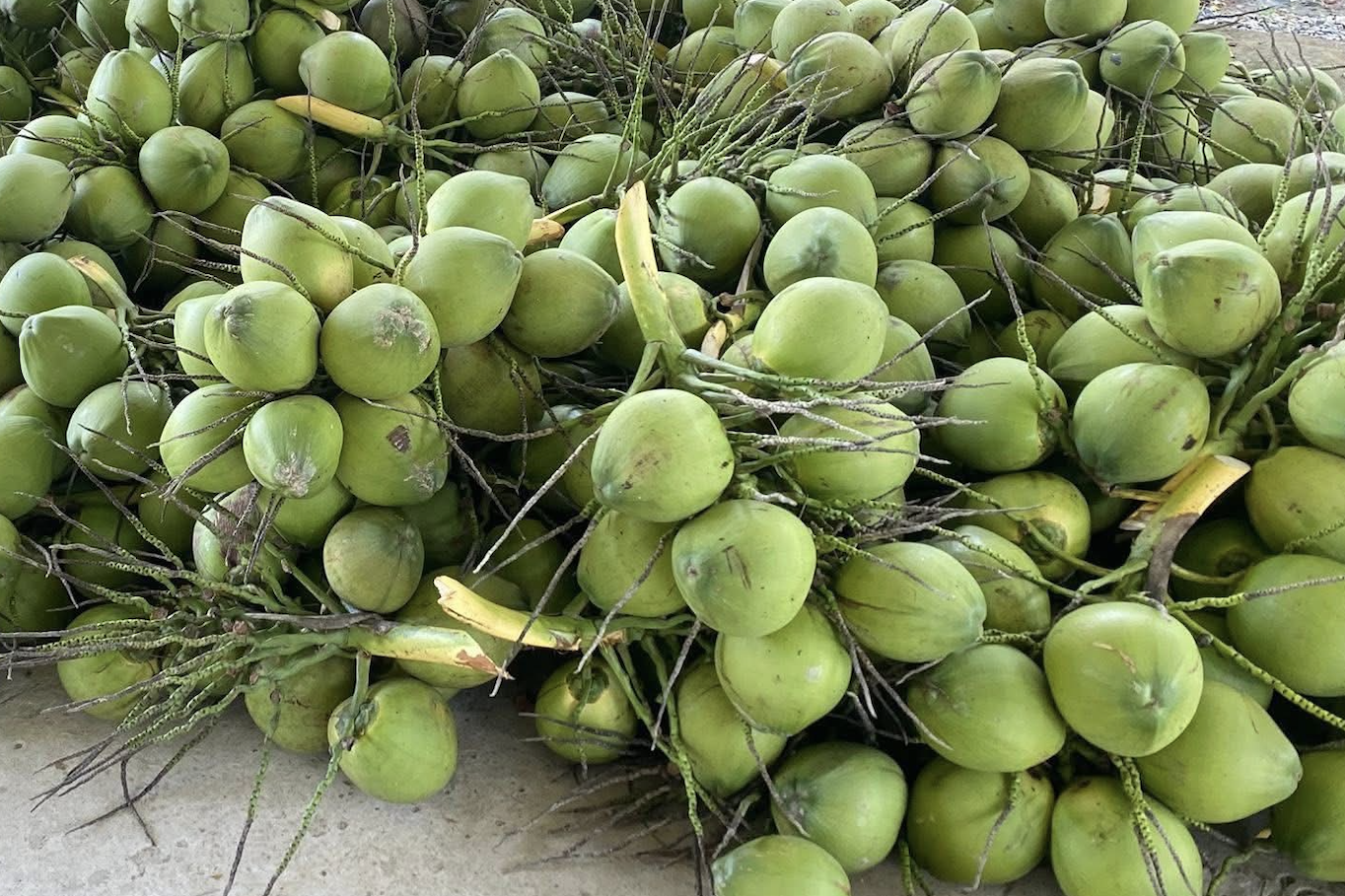 Campuchia chi tiền gấp 682 lần mua dừa Việt Nam