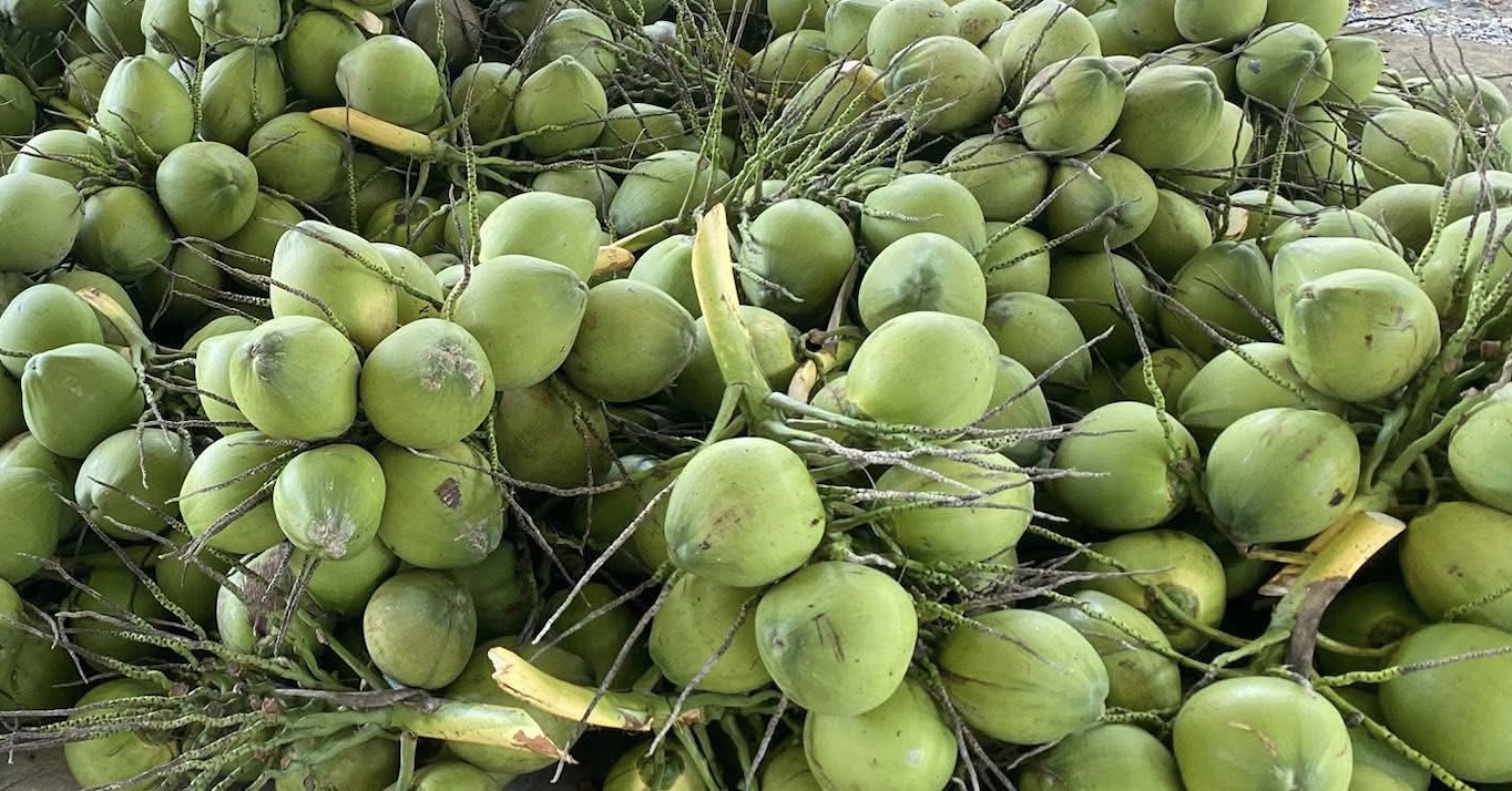 Campuchia chi tiền gấp 682 lần mua dừa Việt Nam