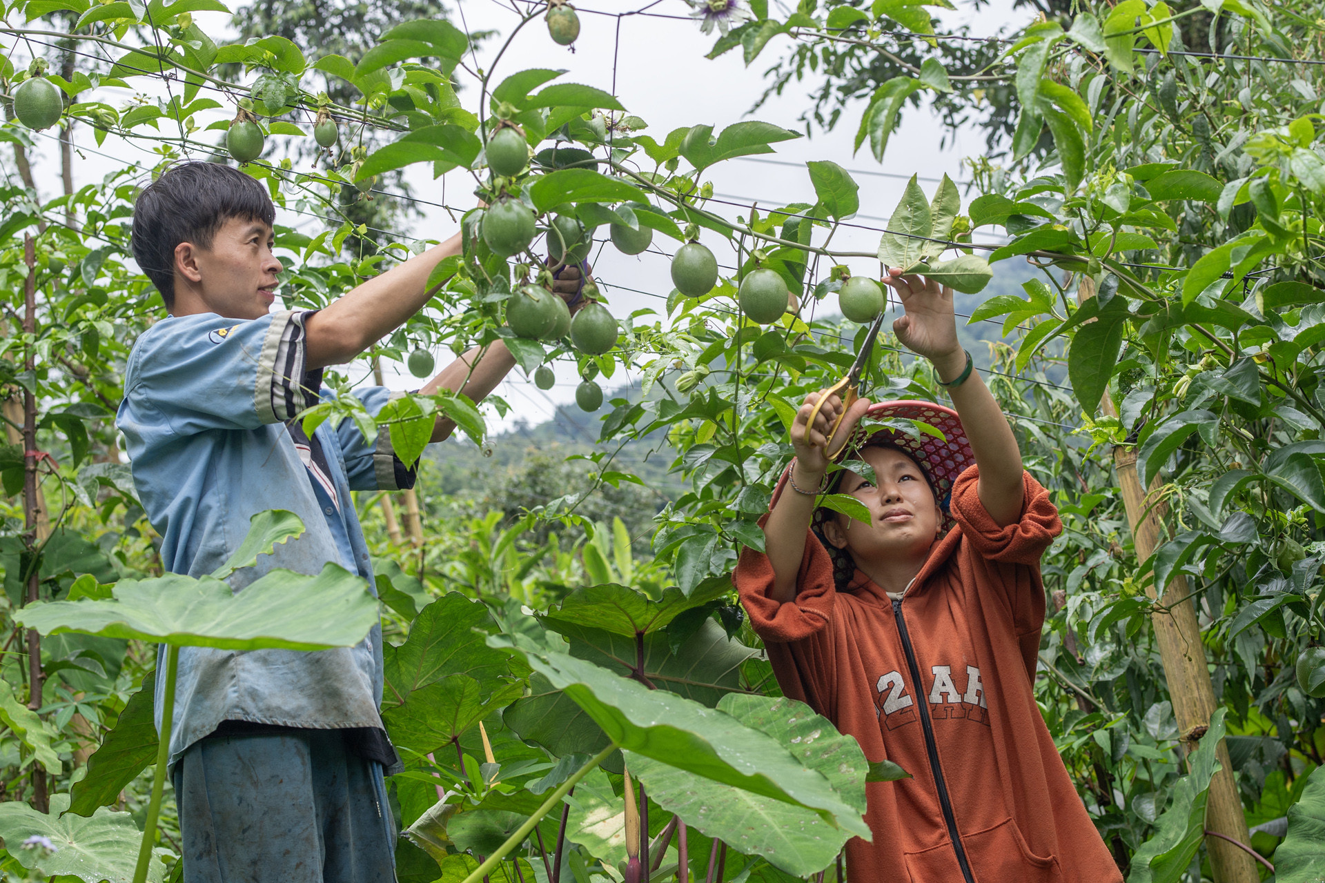 ho tro sinh ke cho thanh nien dan toc thieu so 0.jpg