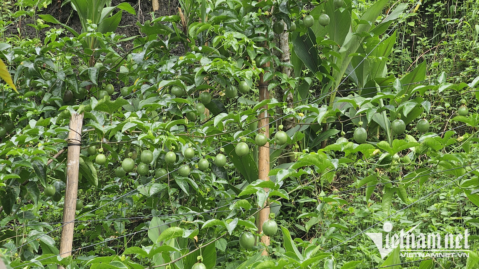 W-mo hinh trong chanh leo Dao San.jpg