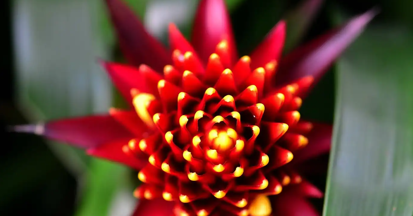 Cách trồng và ý nghĩa phong thủy của cây dứa cảnh nến