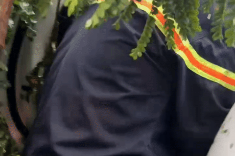 Bão số 10 Bualoi: Sáu người mắc kẹt trong ô tô bị cây đổ đè