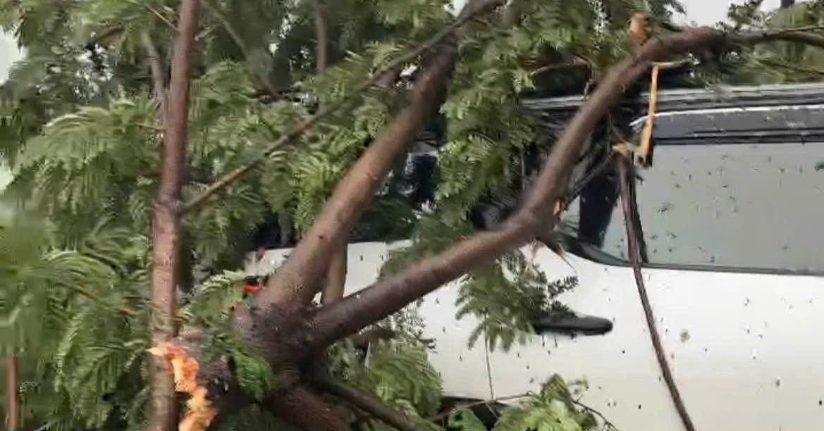 Bão số 10 Bualoi: Sáu người mắc kẹt trong ô tô bị cây đổ đè