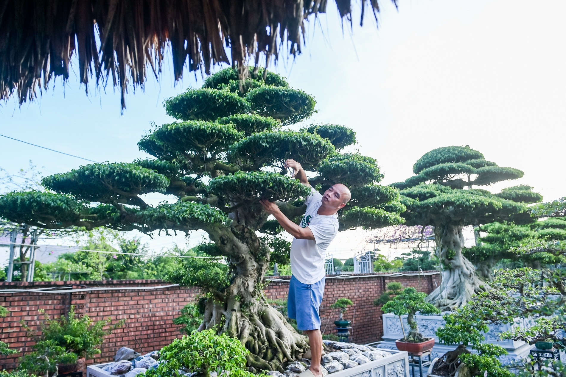 Bộ ba cây sanh cổ định giá 'triệu đô' ở Ninh Bình, chủ chờ giá cao hơn mới bán