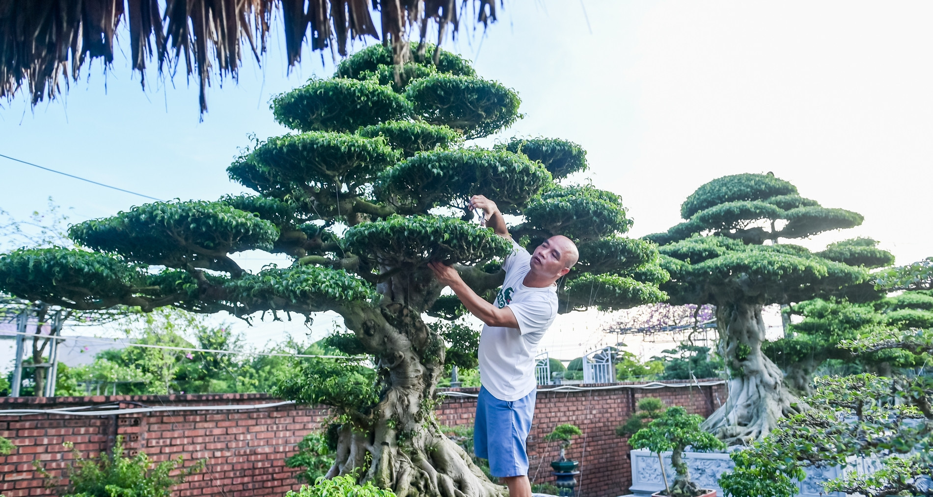 Bộ ba cây sanh cổ định giá &amp;apos;triệu đô&amp;apos; ở Ninh Bình, chủ chờ giá cao hơn mới bán