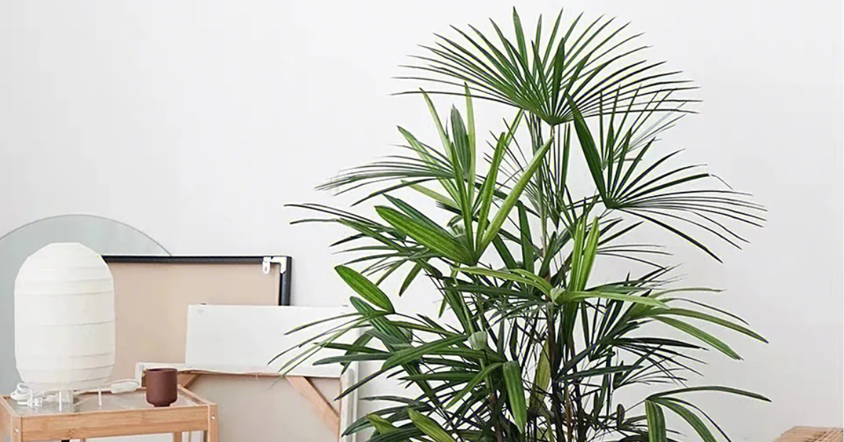 Cách trồng và ý nghĩa phong thủy của cây trúc cọ