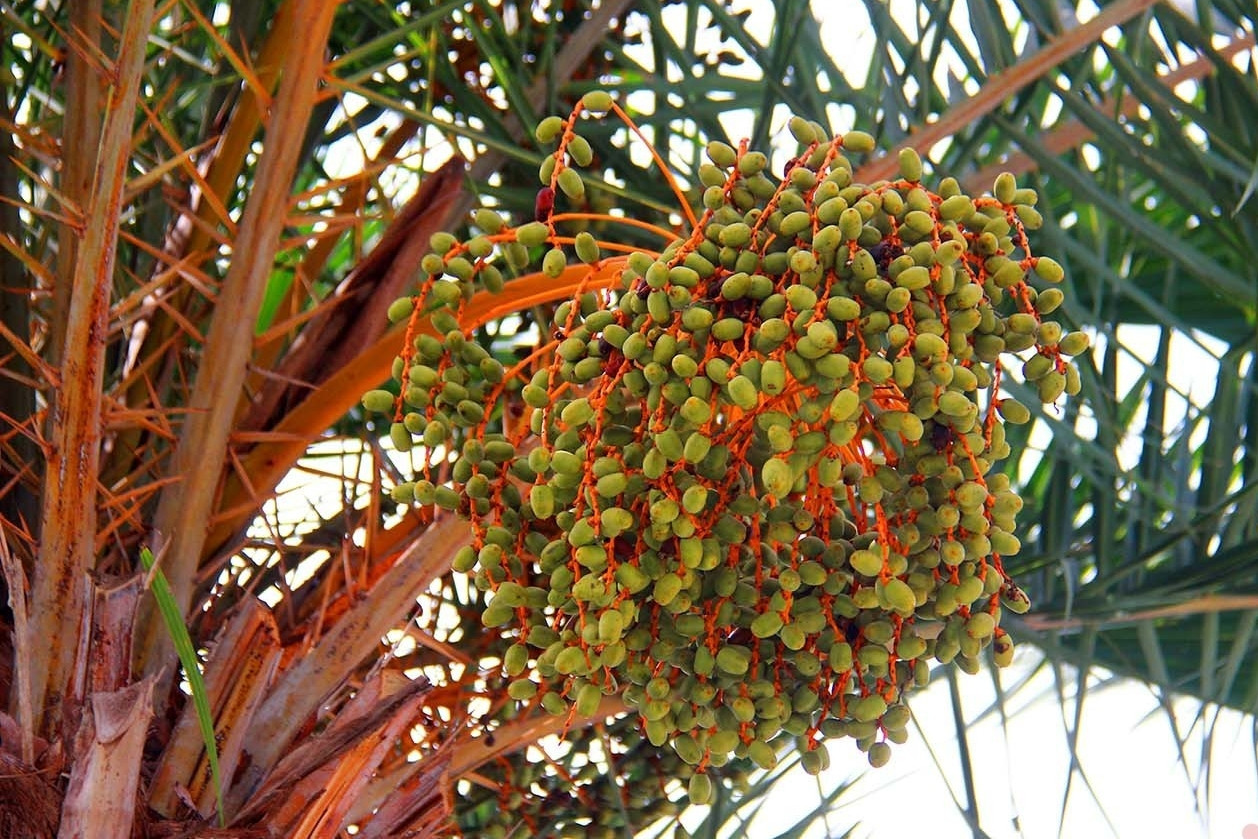 Cách trồng và ý nghĩa phong thủy của cây chà là