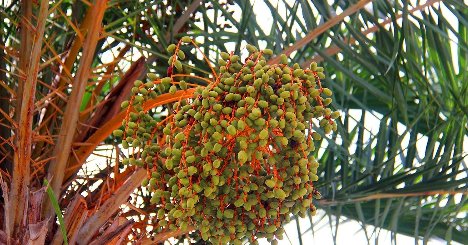 Cách trồng và ý nghĩa phong thủy của cây chà là